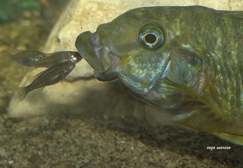 Petrochromis macrognathus 'Sumbu'